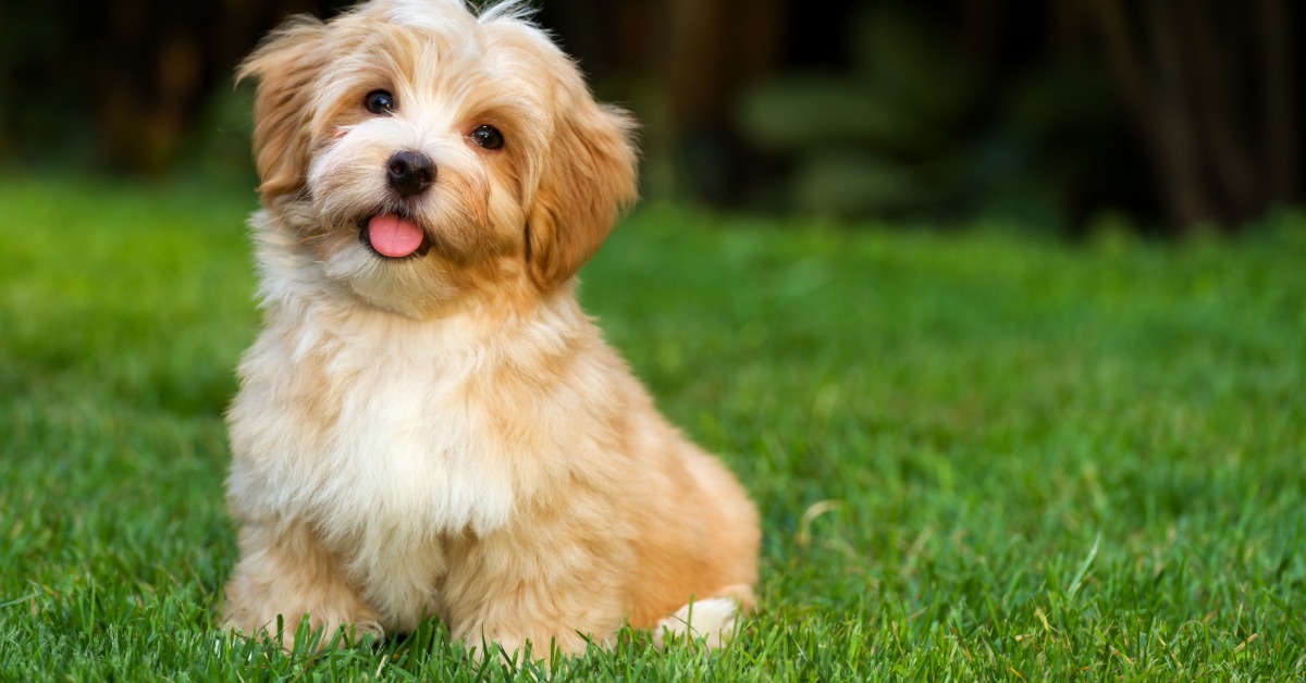 A Complete Guide to Puppy - Bark Busters A Complete Guide to Puppy’s First Days - Bark Busters