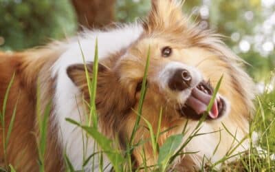 Why Does My Dog Eat Grass?