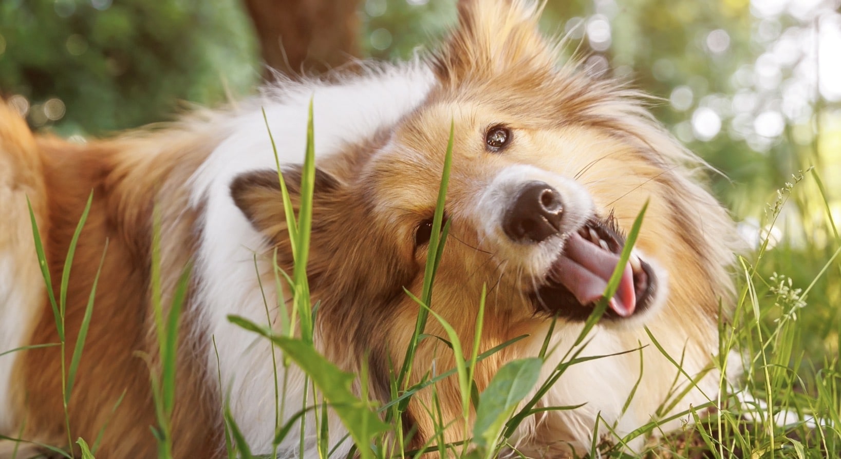 Why Does My Dog Eat Grass - Bark Busters