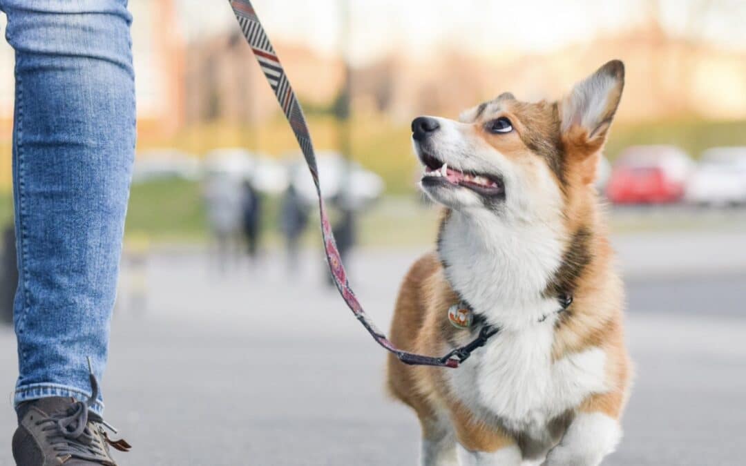 How to Stop Your Dog from Pulling on the Leash