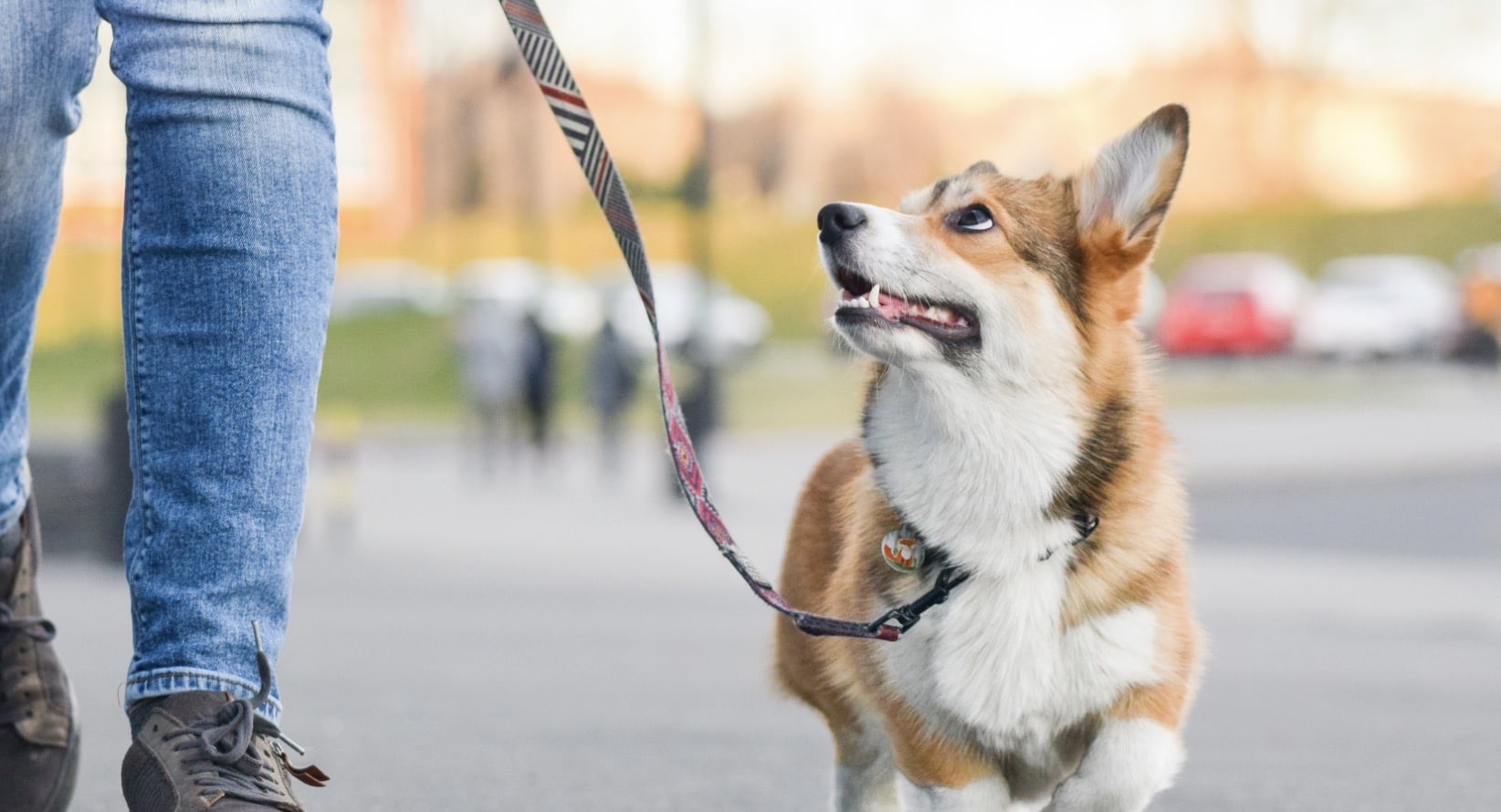 Why Does My Dog Pull On Leash - Bark Busters