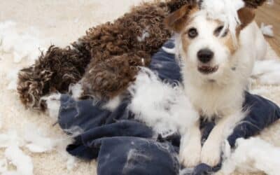 Separation Anxiety in Dogs: What It Really Is and How to Help