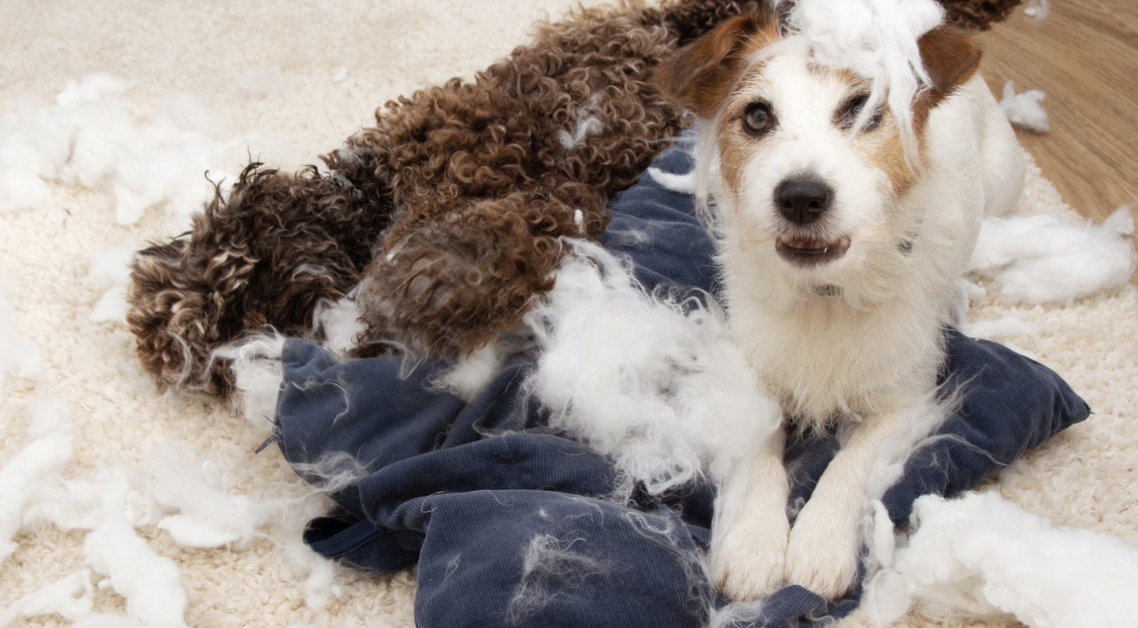 What is separation anxiety - Bark Busters