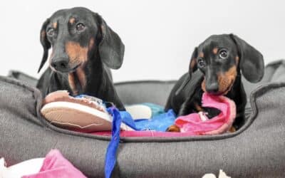 Why Does My Dog Destroy Things? Understanding Destructive Behaviour