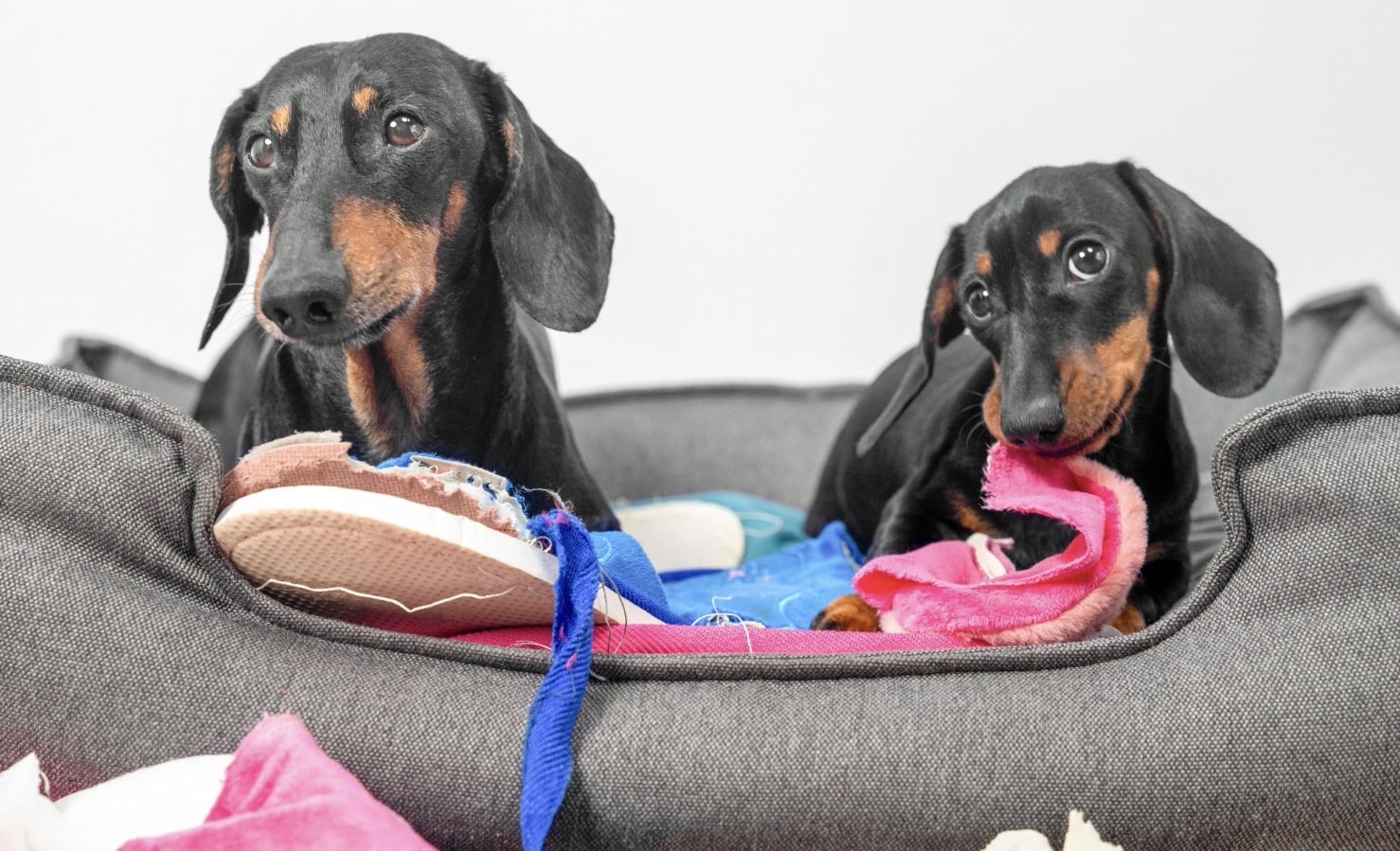 Why does my dog destroy things - bark busters