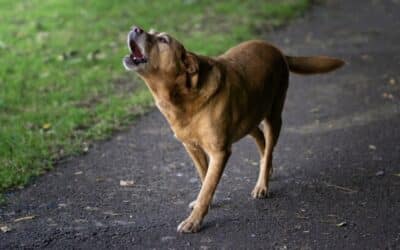 The Complete Guide to Barking: Why Dogs Bark and How to Stop It