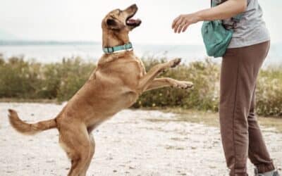 Why Does My Dog Jump on Everyone?