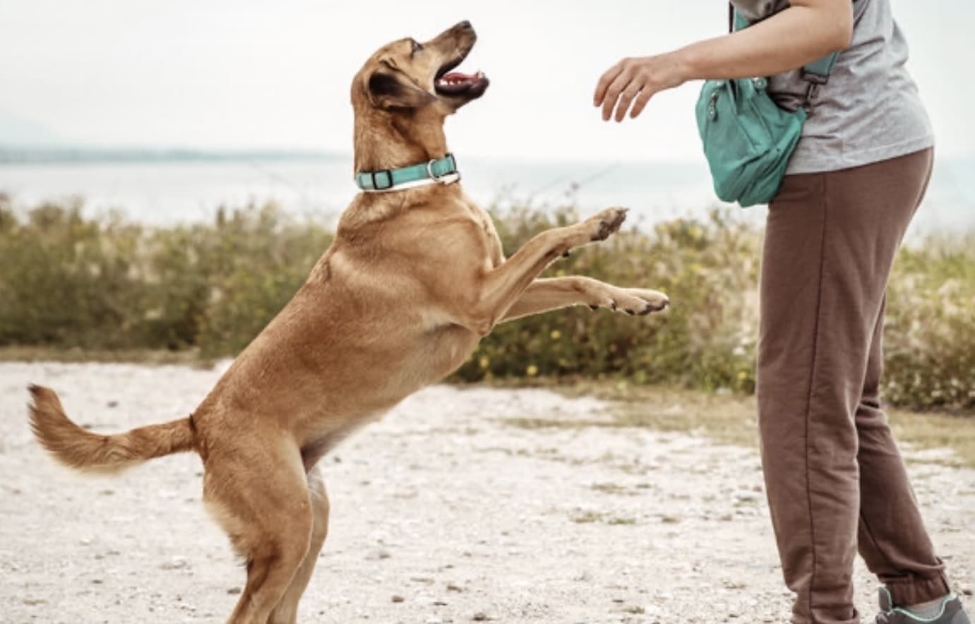 Why does my dog jump on everyone - Bark Busters