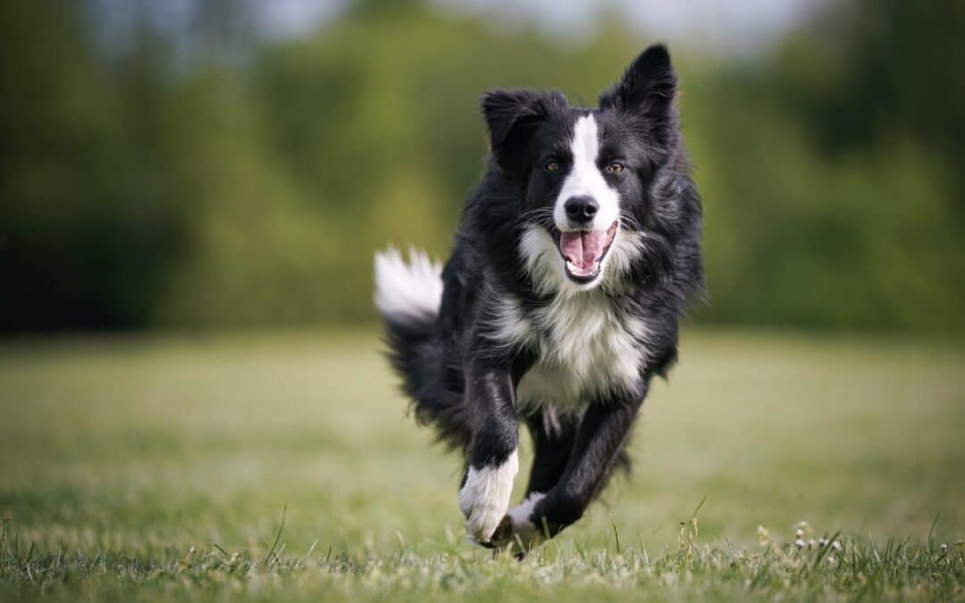 How to Train a Reliable Recall: Getting Your Dog to Come Every Time