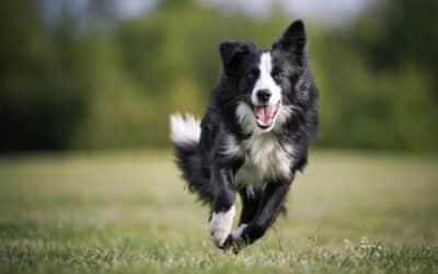 How to Train a Reliable Recall: Getting Your Dog to Come Every Time