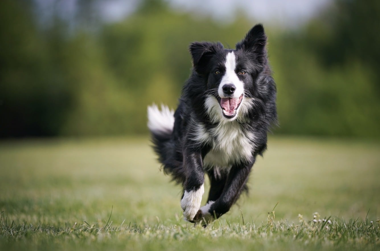 Training a reliable recall - Bark Busters