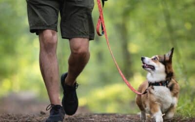 Why Does My Dog Lunge at Other Dogs on Walks?