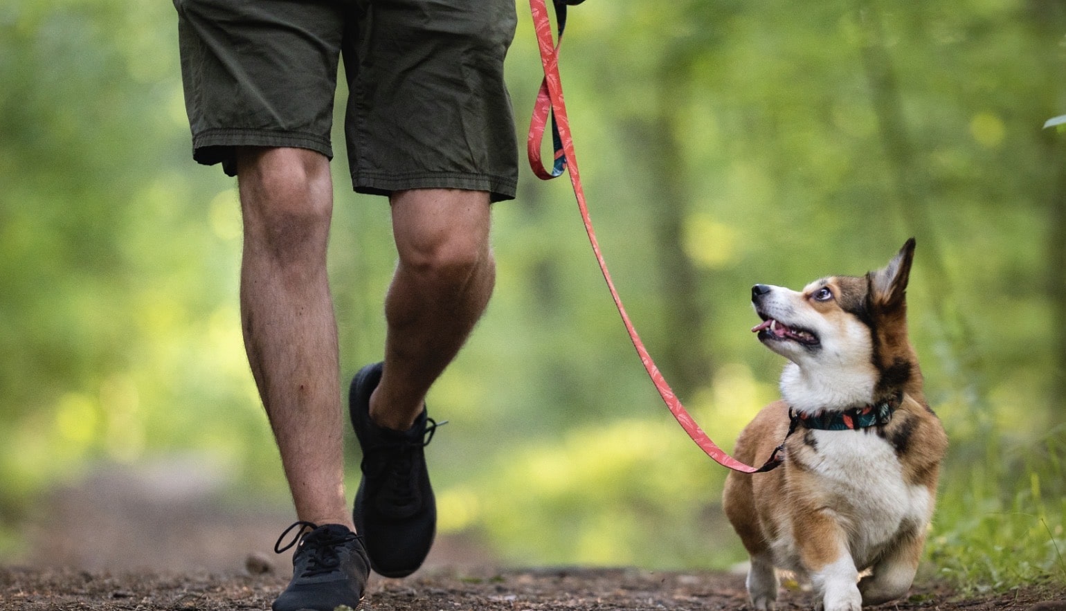 Why does my dog lunge on walks? Bark Busters