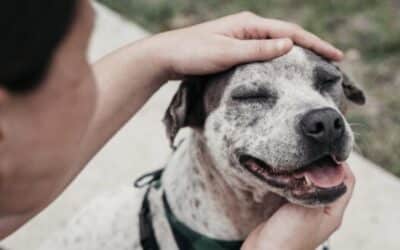The Complete Guide to Bringing Home a Rescue Dog