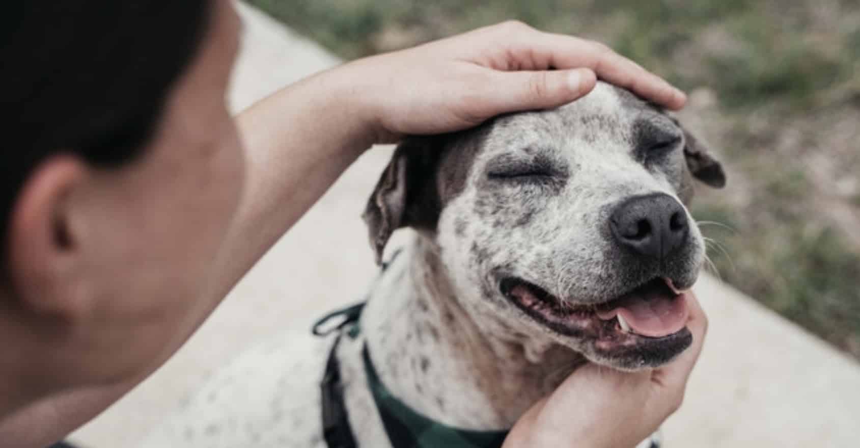 Complete guide to bringing home a rescue - Bark Busters
