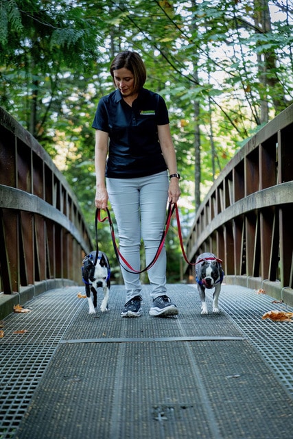 Julie Emery Boston terriers