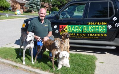 Meet Your Kitchener-Waterloo, Cambridge & Guelph Dog Trainer: Tim Girouard
