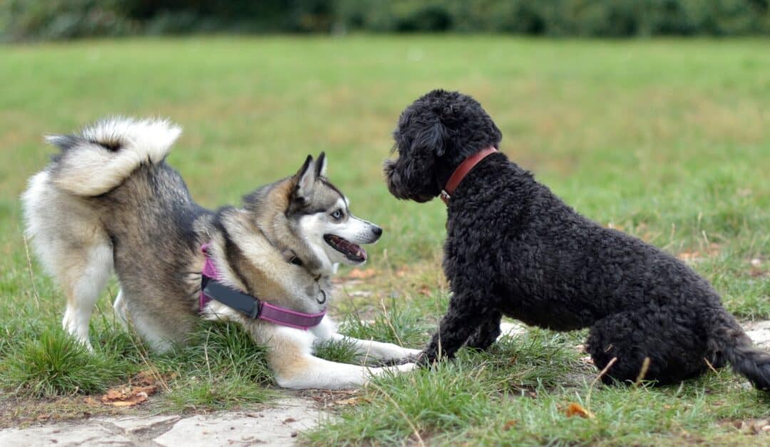 Dog Body Language: What Your Dog Is Trying to Tell You