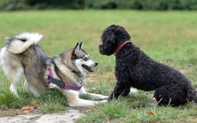 Dog Body Language: What Your Dog Is Trying to Tell You