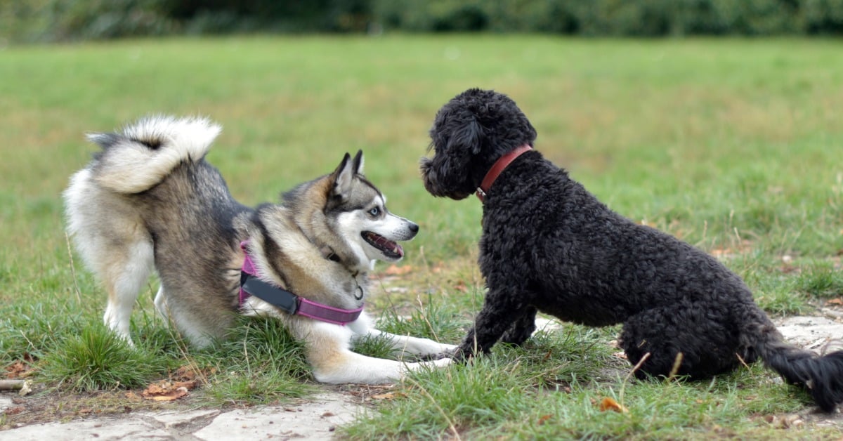 How to Read Dog Body Language - Bark Busters