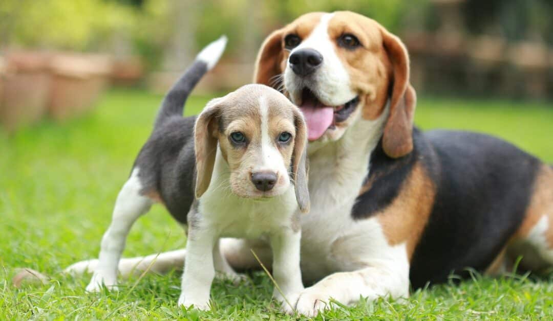 The Complete Guide to Introducing a Puppy to an Adult Dog