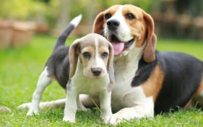 The Complete Guide to Introducing a Puppy to an Adult Dog