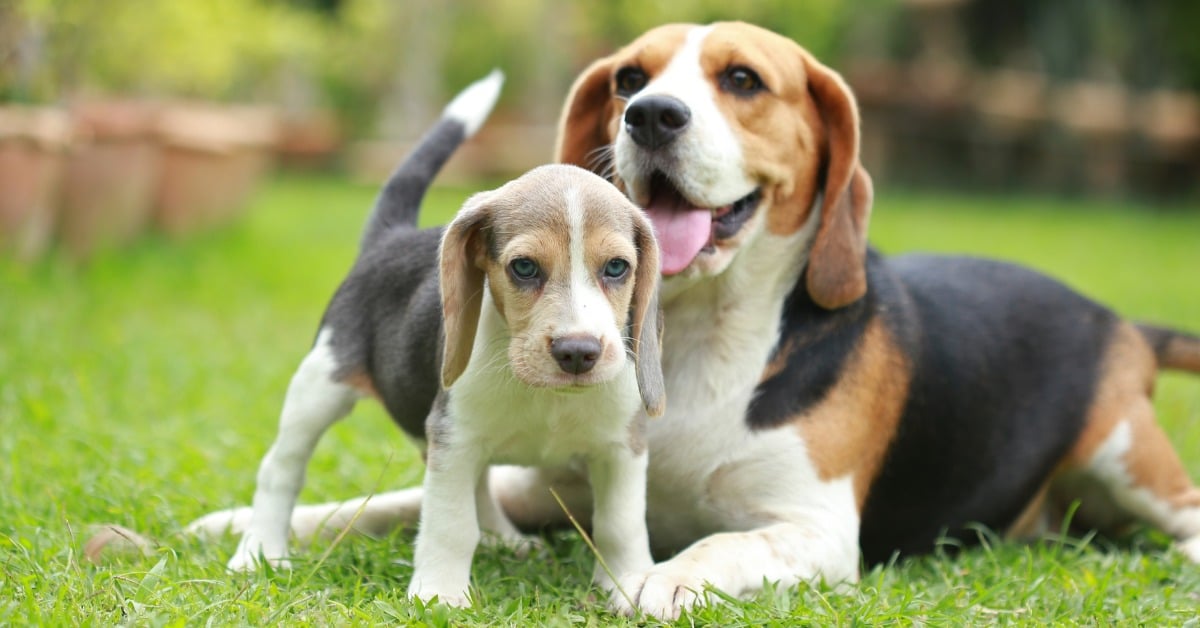 How to introduce puppy to adult dog - Bark Busters