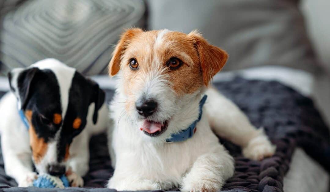 The Complete Guide to Adding a Second Dog to Your Home