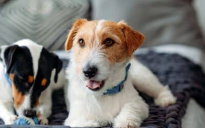The Complete Guide to Adding a Second Dog to Your Home