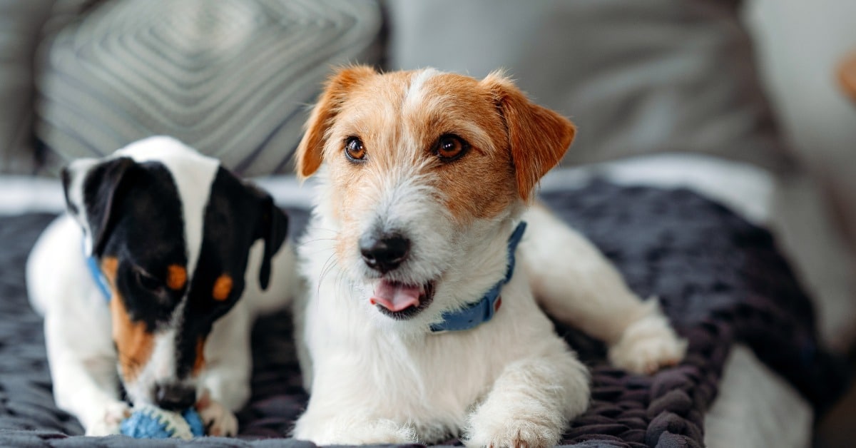 Two Jack Russell terriers relaxing together on a bed at home - Bark Busters dog training