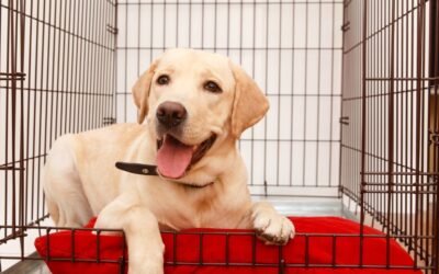 The Complete Guide to Crate Training Your Dog