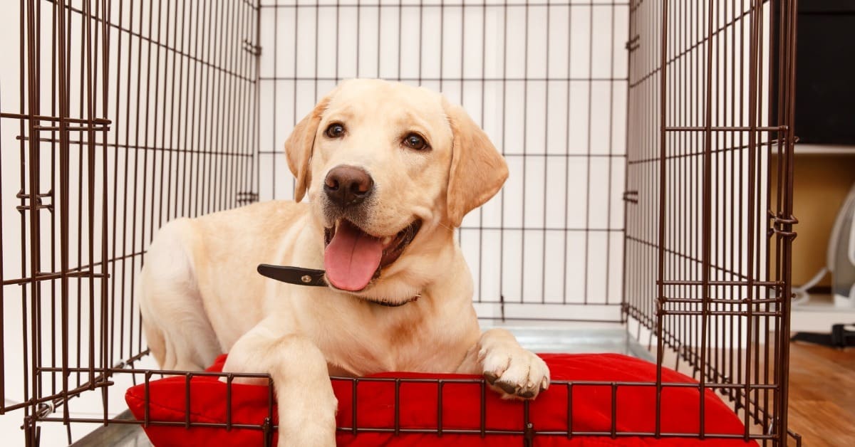 Crate training your dog - Labrador relaxing in an open crate - Bark Busters In Home Dog Training