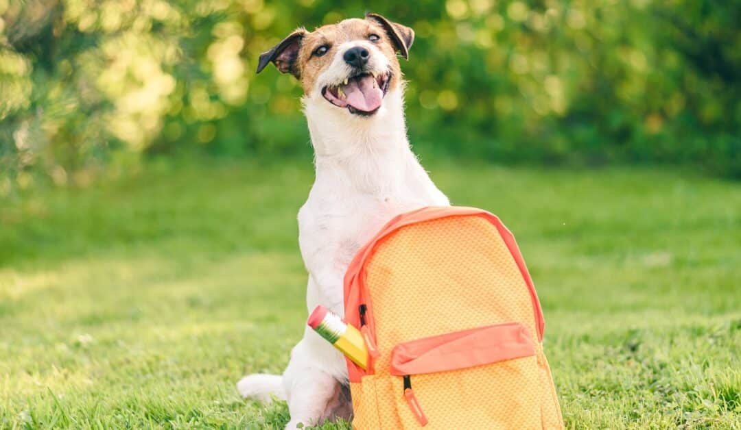 How to Prepare Your Dog for Back to School