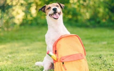 How to Prepare Your Dog for Back to School