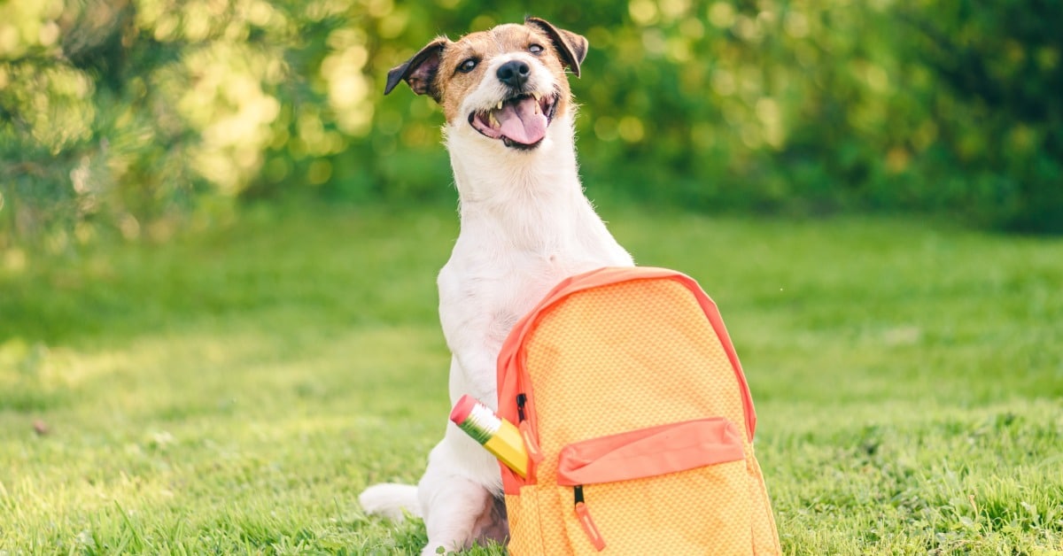Preparing your dog for back to school season - Bark Busters