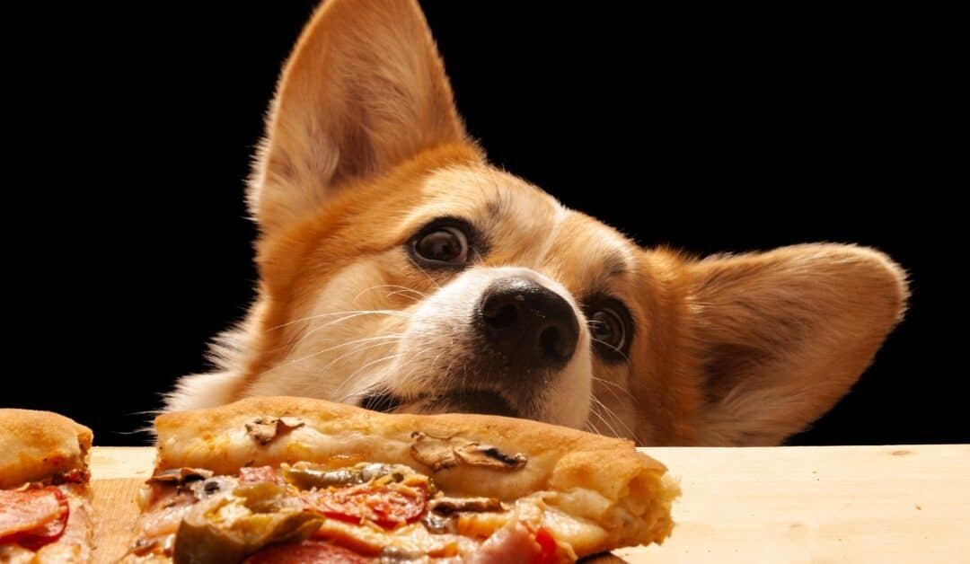 Why Does My Dog Steal Food off the Counter?