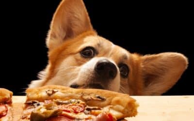 Why Does My Dog Steal Food off the Counter?
