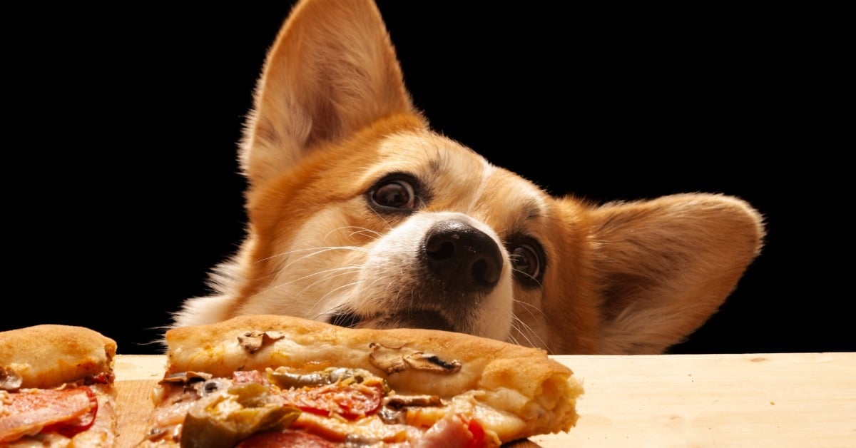 Corgi peering over the kitchen counter at a pizza, ready to steal food - Bark Busters dog training