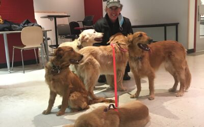 Meet Your Montreal Dog Trainer: Graham Smith