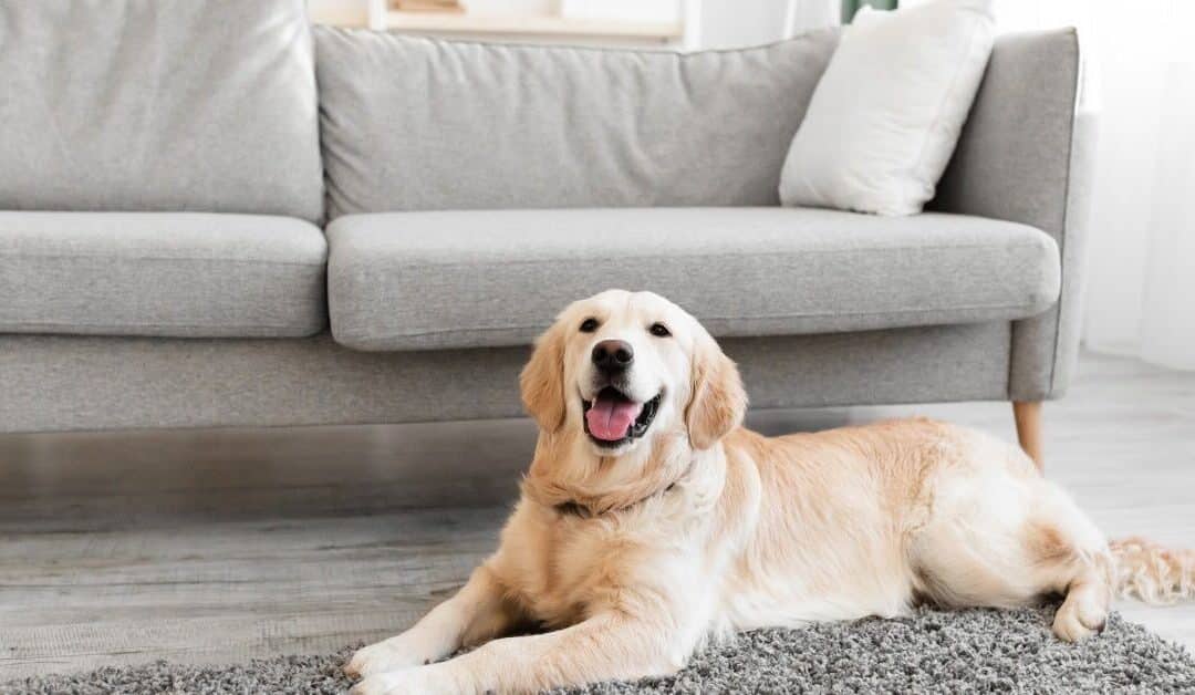 The Complete Guide to Leaving Your Dog Home Alone