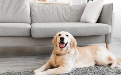 The Complete Guide to Leaving Your Dog Home Alone