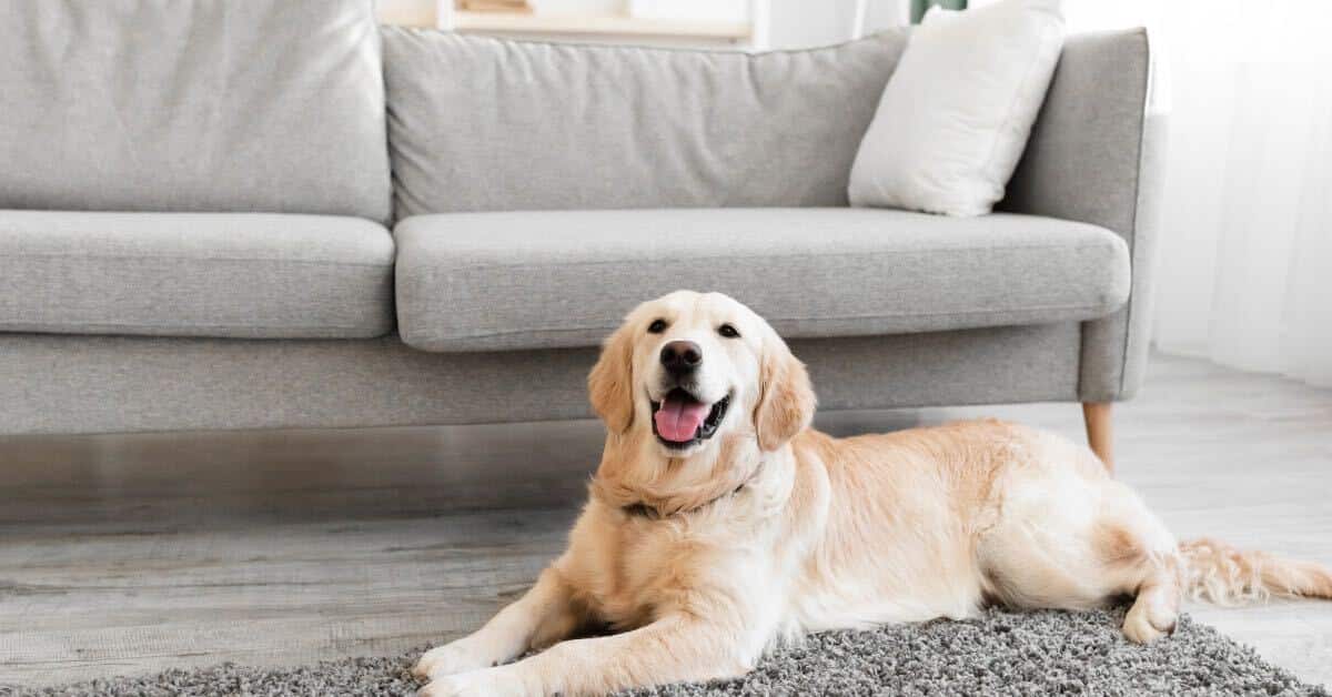 Golden retriever resting calmly on a rug at home alone - Bark Busters dog training