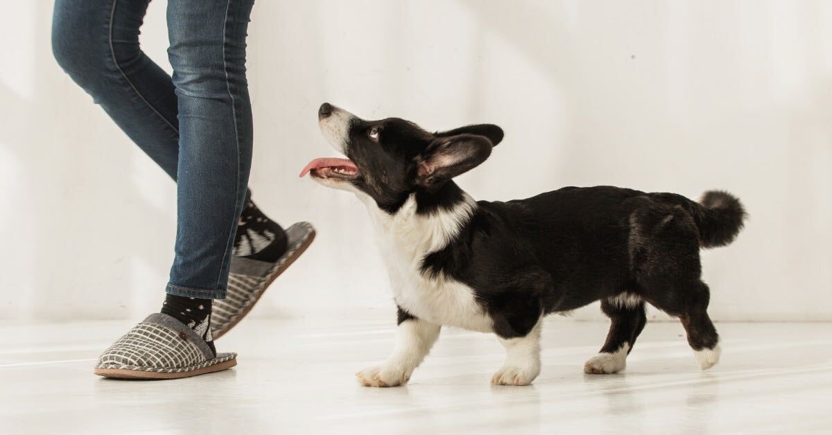 Corgi following its owner around the house - Bark Busters dog training