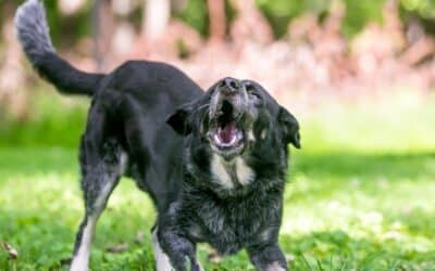 Barking Dog Bylaw in Hamilton: What Happens When a Neighbour Complains