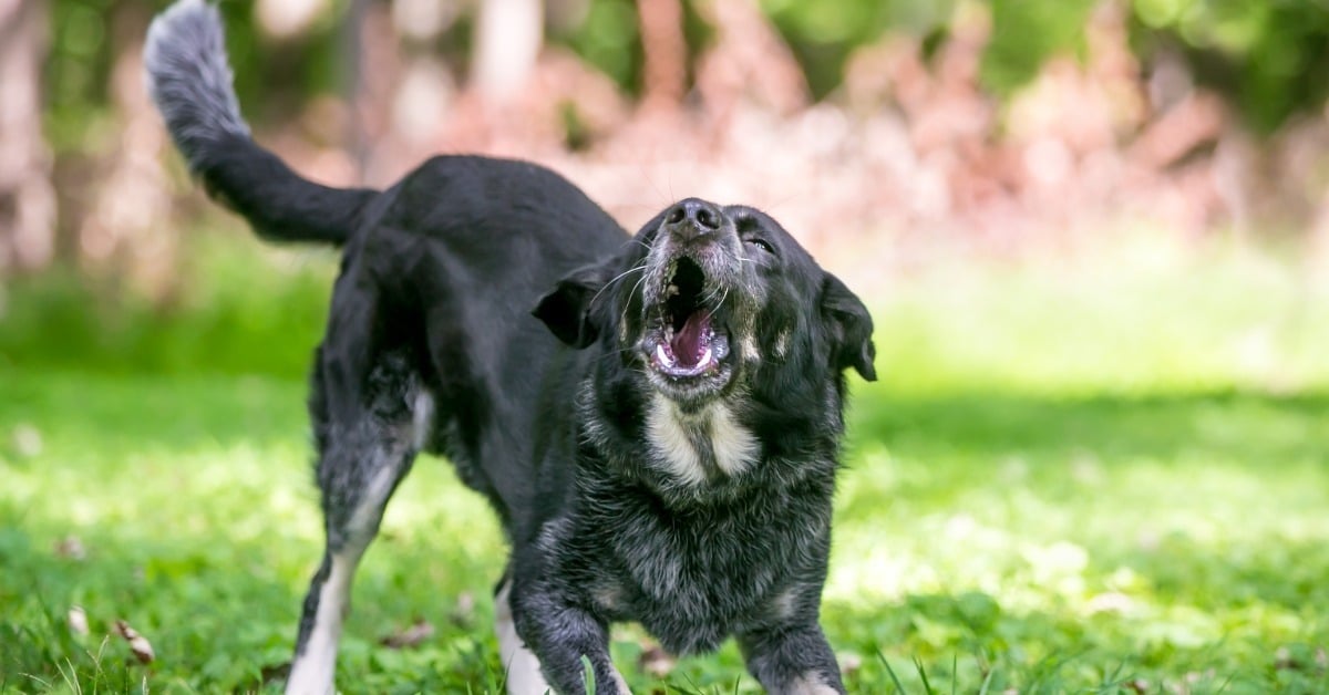 Black dog barking in a grassy backyard - barking dog bylaw in Hamilton - Bark Busters Canada