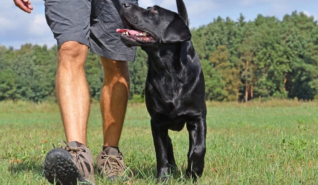 Behavioural vs Obedience Training: The Key Differences and How They Work Together