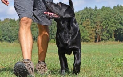 Behavioural vs Obedience Training: The Key Differences and How They Work Together