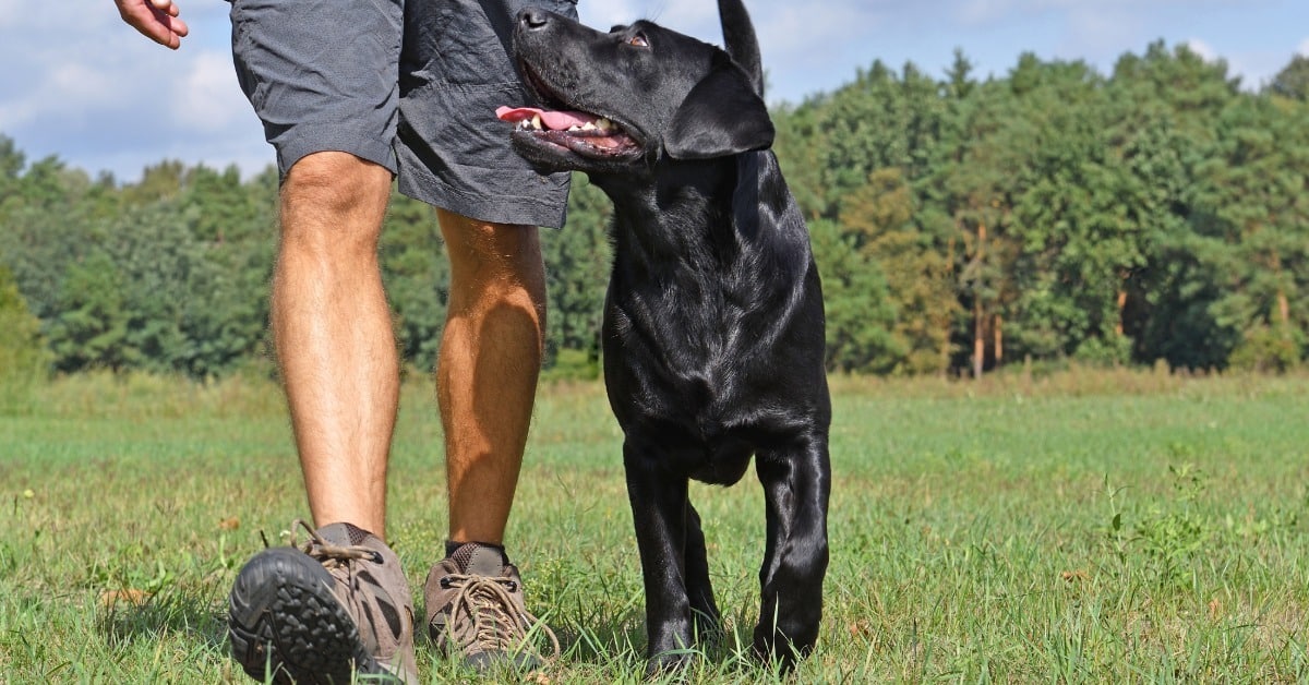 Black Labrador walking to heel with owner - Bark Busters dog training