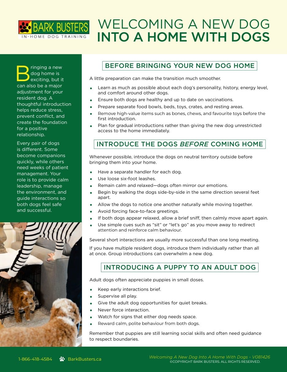 Welcoming A New Dog Into A Home With Dogs