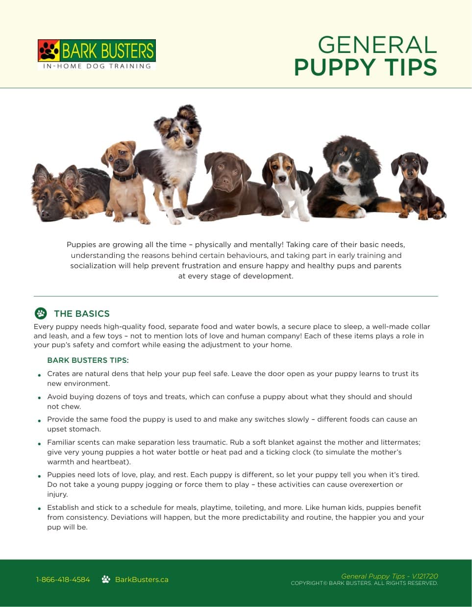 General Puppy Tips